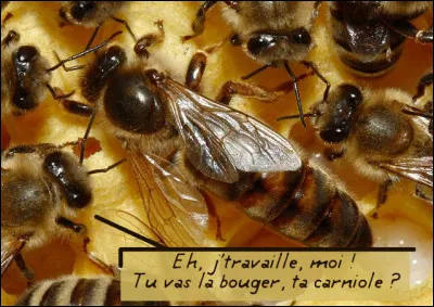 Apis mellifera carnica > Très présente en Europe - de Roumanie au nord de l'Italie - elle est 2e en nombre à l'échelle mondiale. Mais pourquoi ce nom de "carnica" ?