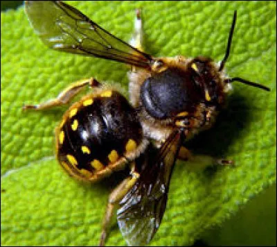 Apis bocusfera > Après la "tapissière", voici l'abeille "pâtissière" : qu'a-t-elle de particulier ?