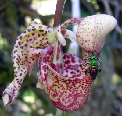Abeilles euglossines > Reconnaissables à leur teinte verte, ces abeilles se focalisent principalement sur la pollinisation des ... (Complétez !)