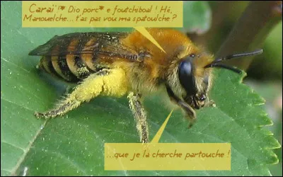 "F1601" > C'est peut-être un détail pour vous, mais ce code ROME - gracieusement délivré par Pôle Emploi - correspond au métier précis d'une famille d'abeilles : lequel ?