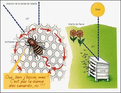 La butineuse consomme 0,5 mg/km de miel dont elle a fait provision au sortir de la ruche. Chacune ne visite qu'une seule espèce de fleur et ne rapporte au nid qu'un seul type de butin : le nectar, le pollen, la propolis ou [...quoi donc ?] dont la colonie a besoin.