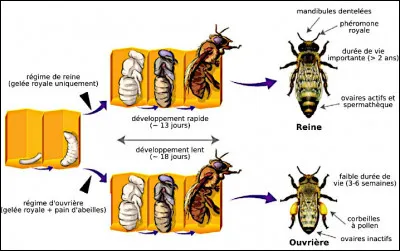 Faisons le point > Dans la même ruche "d'apis mellifera", par exemple, vivent 3 catégories d'abeilles qui sont : la reine, les ouvrières et ... (Complétez !)