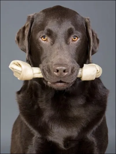 Corps : quel os du corps humain n'est pas situé dans l'avant-bras ?