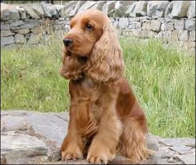 Cocker : dans les BD et films, lequel de ces chiens n'est pas un cocker ?