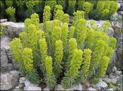 Comment s'appelle cette plante toxique ?