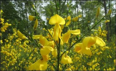 Comment s'appelle cette plante toxique ?