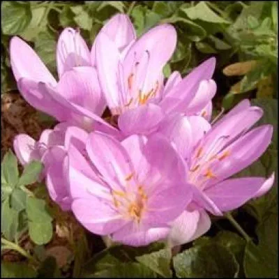 Comment s'appelle cette plante toxique ?