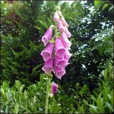 Comment s'appelle cette plante toxique ?