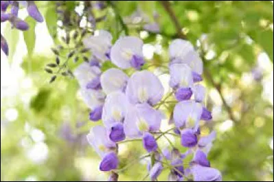 Comment s'appelle cette plante toxique ?