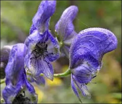 Comment s'appelle cette plante toxique ?