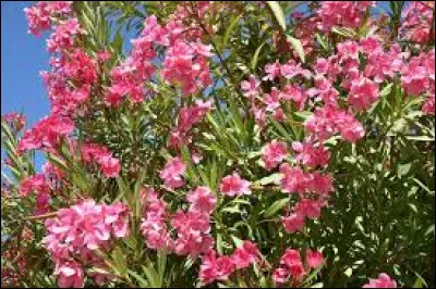 Comment s'appelle cette plante toxique ?