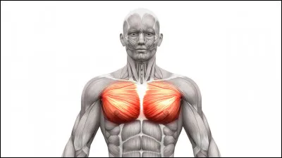 Quel est ton physique ?