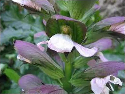 Les acanthes possèdent des vertus médicinales.
