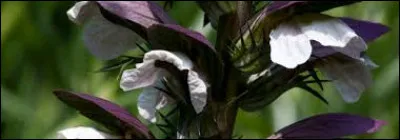 Certaines variétés d'acanthes possèdent des épines.