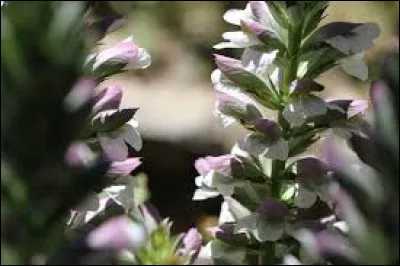 Les acanthes sont des plantes toxiques.