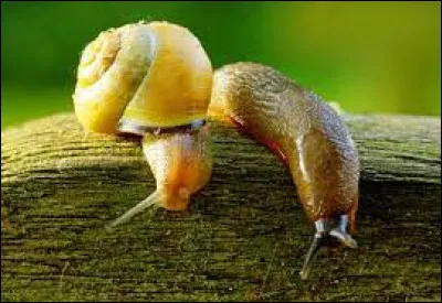 Les escargots et les limaces sont-ils néfastes pour les acanthes ?