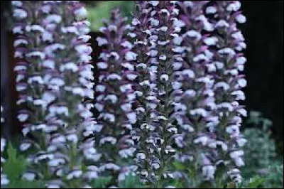 Qu'en est-il de leur largeur maximale ?