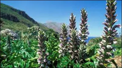 Quel est le nom scientifique de cette fleur ?