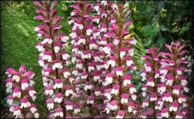 Ses fleurs peuvent être roses, blanches ou...