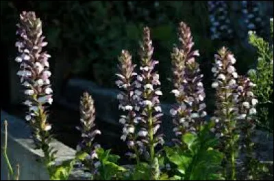 Les acanthes ont une croissance plutôt...