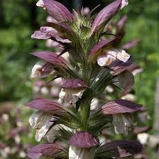 Quiz Fleurs