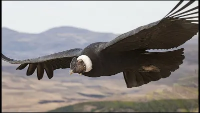 Condor : on se souvient de la magnifique musique de "El Condor Pasa", accompagnant une chanson de Simon and Garfunkel. Qui fut le compositeur de cette musique devenue mythique ?