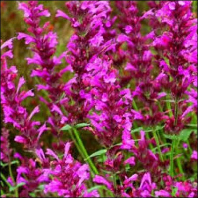 Les agastaches ont une vitesse de croissance...