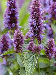Quiz Fleurs