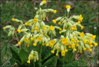 Quel est l'autre nom de ces coucous ?