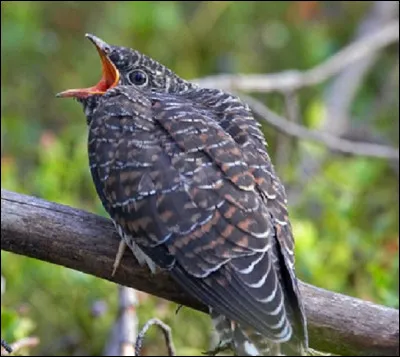 Quel est le chant du coucou ?