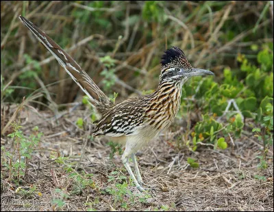 Quel est le nom de cet oiseau ?