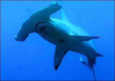 Quel est le ce requin au nom d'outil ?