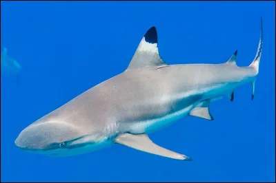 De quoi est composé le squelette d'un requin ?
