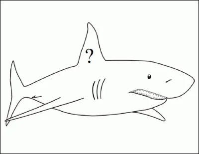 Quelle est la particularité de la plupart des requins ?