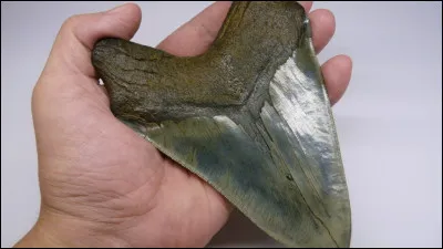 Quel est le nom du requin préhistorique, le plus grand qui ait jamais vécu ?