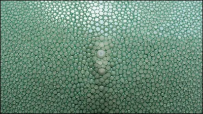 Quel est le nom de ce cuir de poisson (raie ou requin) ?