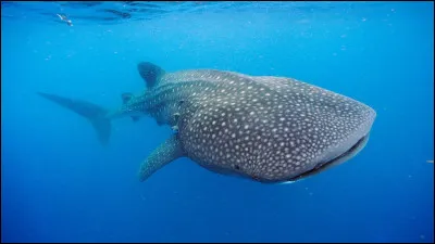 Quel est ce requin, considéré comme le plus grand poisson vivant actuellement sur Terre ?