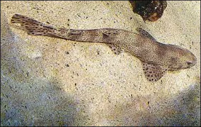 Quel est le nom de ce poisson qui est un petit requin ?