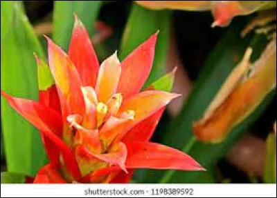 Les fleurs de l'alpinia ont besoin d'une exposition en plein Soleil.