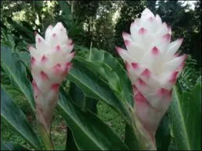 Elles peuvent aussi &ecirc;tre de couleur rose, rouge ou bien...