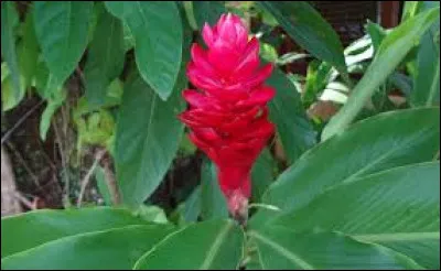 Sous quel autre nom cette plante est-elle connue en Asie du Sud-Est ?