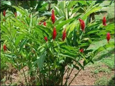 Quelle est la hauteur maximale de cette plante ?