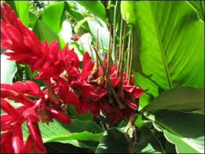 Il faut planter cette fleur en hiver.