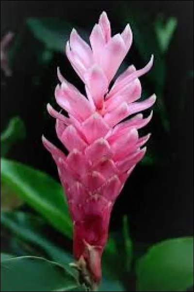 Les fleurs de l'alpinia fleurissent en &eacute;t&eacute; et en automne.