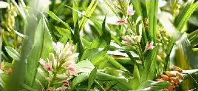 Les alpinias ont des vertus m&eacute;dicinales.