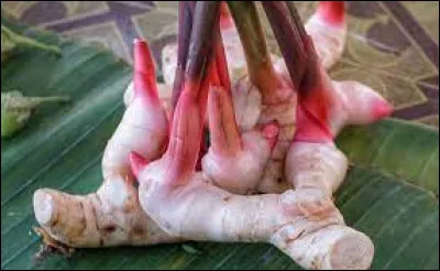 Les racines de cette plante sont comestibles.