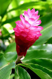Quiz Fleurs