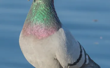 Quiz Animaux