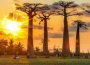 Quiz Ils chantent l'Afrique !