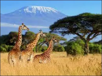 Quel groupe chante "Je m'éclate au Sénégal" en 1971 ?